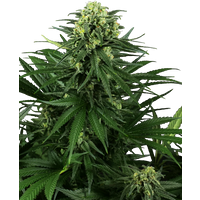 Honey Melon Kush Feminisierte Hanfsamen, 3 Samen