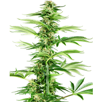 Honey Melon Haze Feminisierte Hanfsamen, 3 Samen