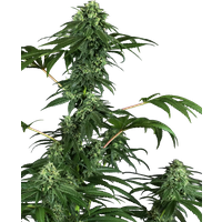 420 Punch Feminisierte Hanfsamen, 3 Samen
