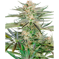Screwdriver OG Feminisierte Hanfsamen, 3 Samen