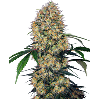 Sensi Amnesia XXL Automatic Hanfsamen, 3 Samen
