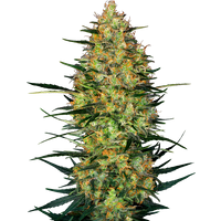 Caramellow Kush Automatic Hanfsamen, 1 Samen