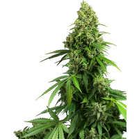 Honey Melon Kush Automatic Hanfsamen, 3 Samen