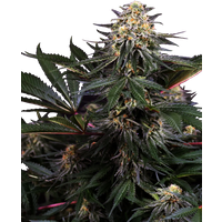 Lockdown Kush Feminisierte Hanfsamen, 3 Samen