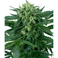Sensi Amnesia Automatic Hanfsamen, 1 Samen
