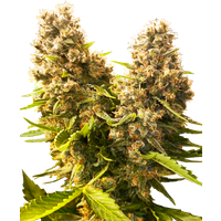 Banana Kush Cake Automatic Hanfsamen, 3 Samen