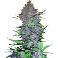 Purple Skunk Automatic Hanfsamen, 3 Samen
