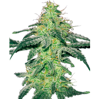 White Skunk Feminisierte Hanfsamen von White Label, 3 Samen