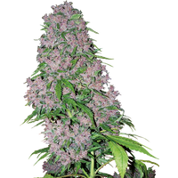 Purple Bud Feminisierte Hanfsamen von White Label, 1 Samen