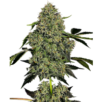 OG Kush Automatic Hanfsamen von White Label, 1 Samen