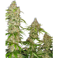 Banana Kush Cake Feminisierte Hanfsamen, 3 Samen