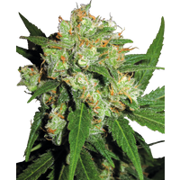 Sensi Skunk Feminisierte Hanfsamen, 3 Samen