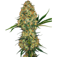 Hindu Kush Feminisierte Hanfsamen, 3 Samen