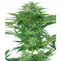 Skunk Dream CBD Feminisierte Hanfsamen, 3 Samen