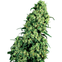 Skunk #1 Feminisierte Hanfsamen von White Label, 3 Samen
