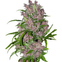 Purple Bud Automatic Hanfsamen von White Label, 3 Samen