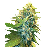 Double Kush Cake Feminisierte Hanfsamen, 3 Samen