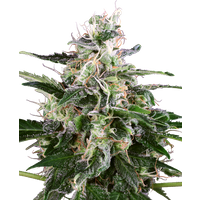 White Skunk Automatic Hanfsamen von White Label, 3 Samen