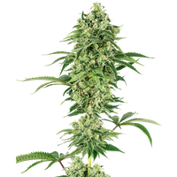 Nicole Hindu Kush Feminisierte Hanfsamen von White Label, 1 Samen