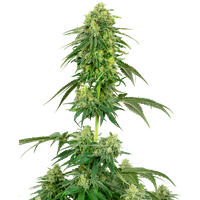 Strawberry Kush Feminisierte Hanfsamen von White Label, 3 Samen