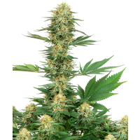 Gelato #420 Feminisierte Hanfsamen von White Label, 3 Samen
