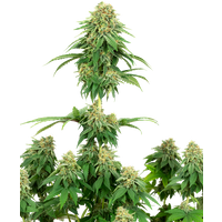 Girl Scout Cookies Feminisierte Hanfsamen von White Label, 3 Samen