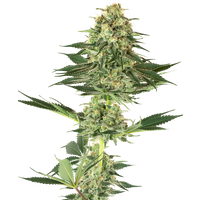 Banana Kush Feminisierte Hanfsamen von White Label, 3 Samen