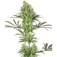 Double Banana Kush Feminisierte Hanfsamen von White Label, 3 Samen
