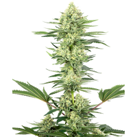 White Gorilla Haze Feminisierte Hanfsamen von White Label, 3 Samen