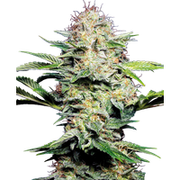 Sensi Skunk Automatic Hanfsamen, 3 Samen