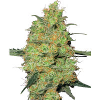 Master Kush Feminisierte Hanfsamen von White Label, 3 Samen