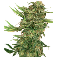 N13 Kush Feminisierte Hanfsamen, 3 Samen