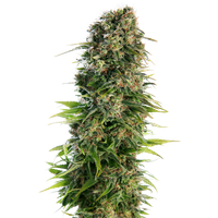 Hindu Kush Automatic Hanfsamen, 1 Samen