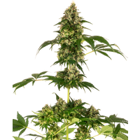 Cobalt Haze Feminisierte Hanfsamen, 3 Samen