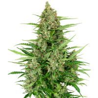 Double Kush Cake Automatic Hanfsamen, 3 Samen