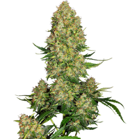 Skunk #1 Automatic Hanfsamen, 3 Samen