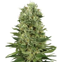 Skunk #1 Automatic Hanfsamen von White Label, 3 Samen