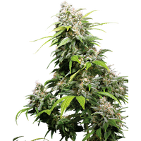 California Indica Feminisierte Hanfsamen, 3 Samen