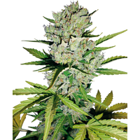 Super Skunk Automatic Hanfsamen von White Label, 1 Samen
