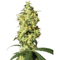 White Widow Automatic Hanfsamen von White Label, 1 Samen