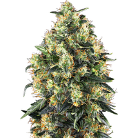 Super Skunk Automatic Hanfsamen, 3 Samen