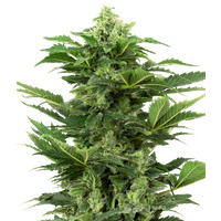 Afghan Pearl CBD Automatic Hanfsamen, 3 Samen