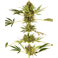 Himalayan CBD Feminisierte Hanfsamen, 3 Samen