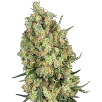 Candy Hash Feminisierte Hanfsamen, 3 Samen
