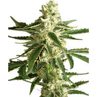 White Diesel Haze Automatic Hanfsamen von White Label, 3 Samen