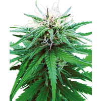 Ruderalis Indica Reguläre Hanfsamen, 10 Samen