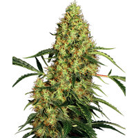 Mexican Sativa Reguläre Hanfsamen, 10 Samen