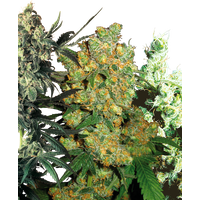 Feminized Mix Hanfsamen, 5 Samen