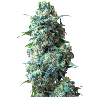 Afghan Kush Reguläre Hanfsamen von White Label, 10 Samen