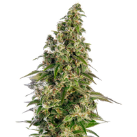 Afghani #1 Automatic Hanfsamen, 3 Samen